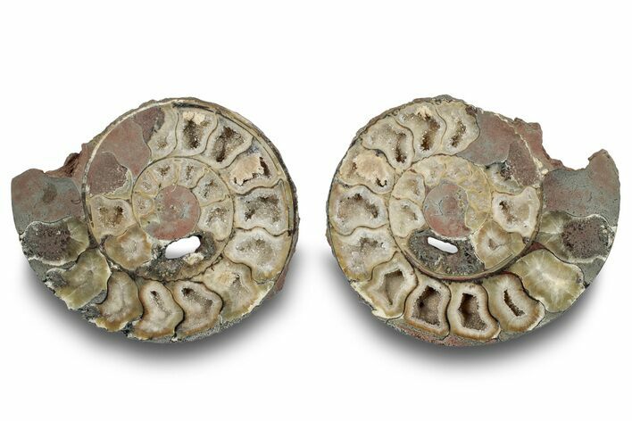 Cut and Polished Jurassic Ammonite (Parkinsonia) - England #252123
